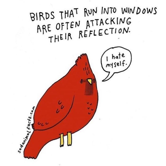 Illustration of a sad red bird attacking its reflection, highlighting sad animal facts about bird behavior.