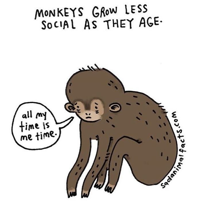 Illustration of a sad monkey with text about growing less social as they age, from sad animal facts.