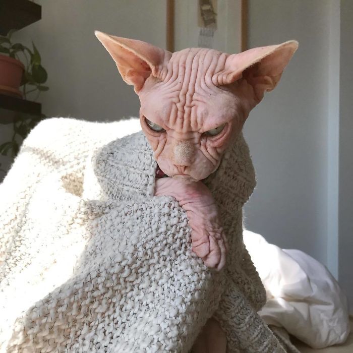 Grumpy-Cat-Loki-The-Sphynx