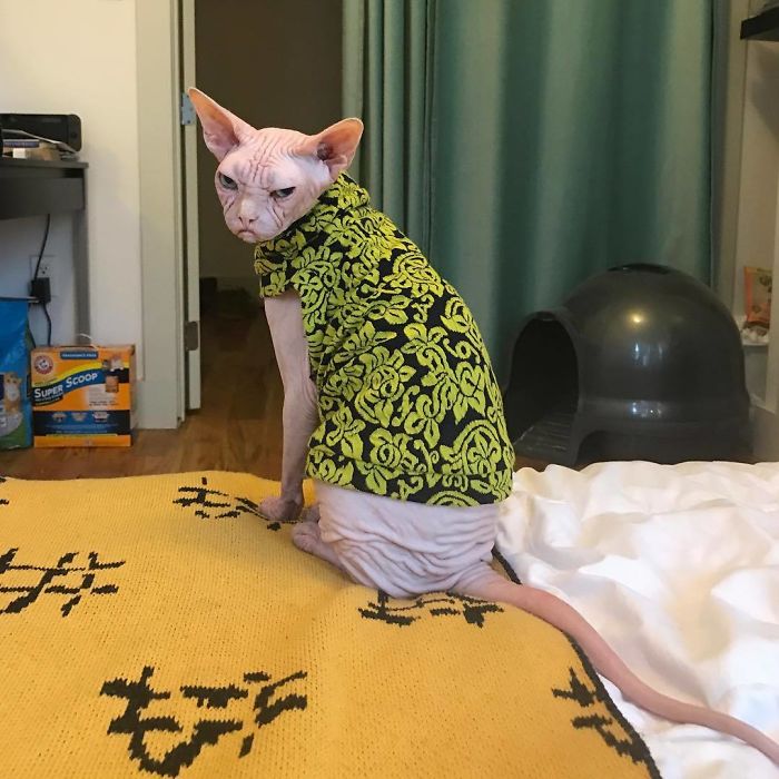 Grumpy-Cat-Loki-The-Sphynx