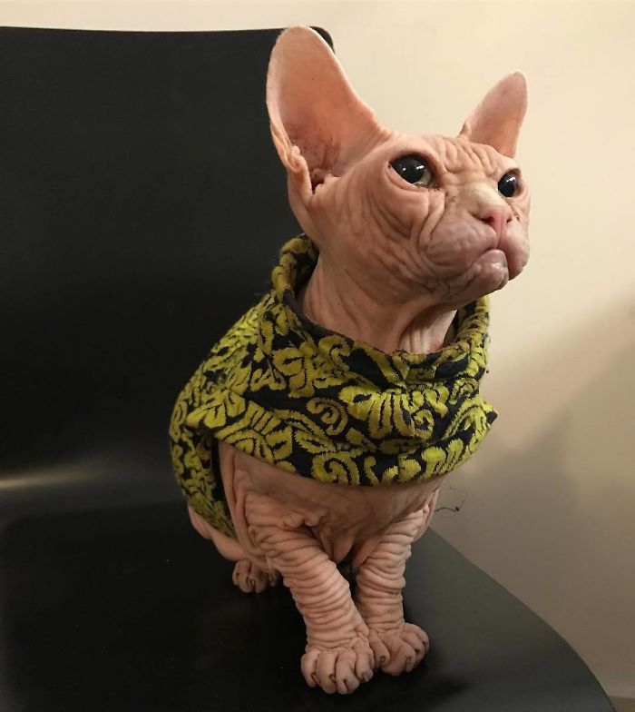 Grumpy-Cat-Loki-The-Sphynx