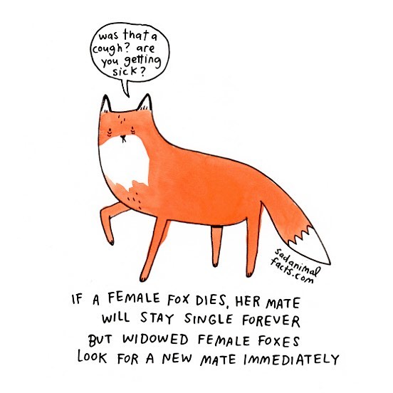 Illustration of a sad fox with a speech bubble and a sad animal fact about fox mate behavior if a female dies.