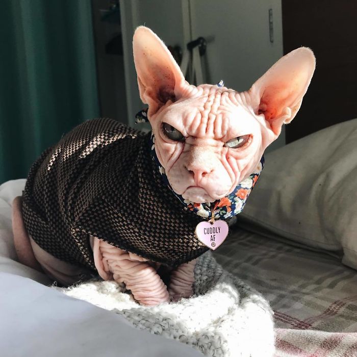 Grumpy-Cat-Loki-The-Sphynx