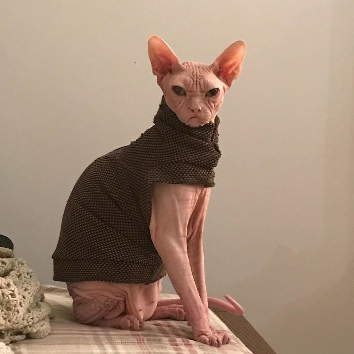 Grumpy-Cat-Loki-The-Sphynx