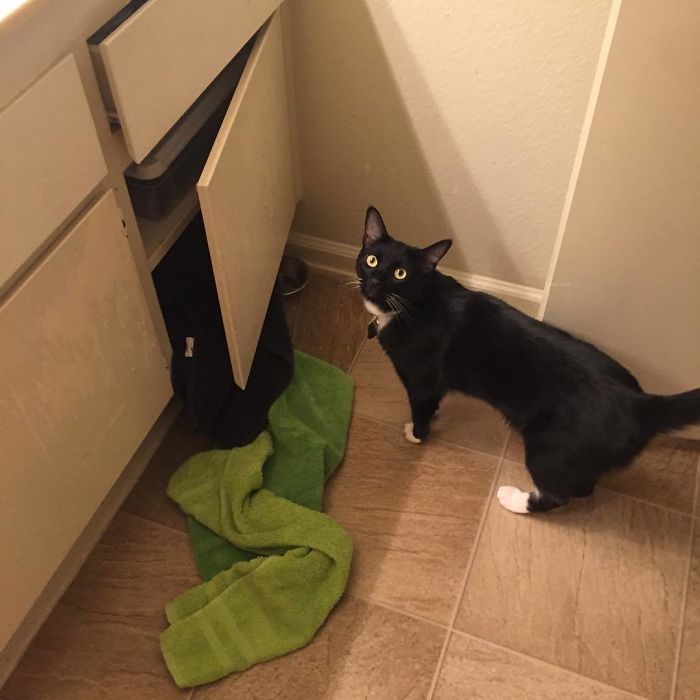 Several Times A Day, I Show My General Disapproval By Opening All The Cabinet Doors And Emptying The Contents