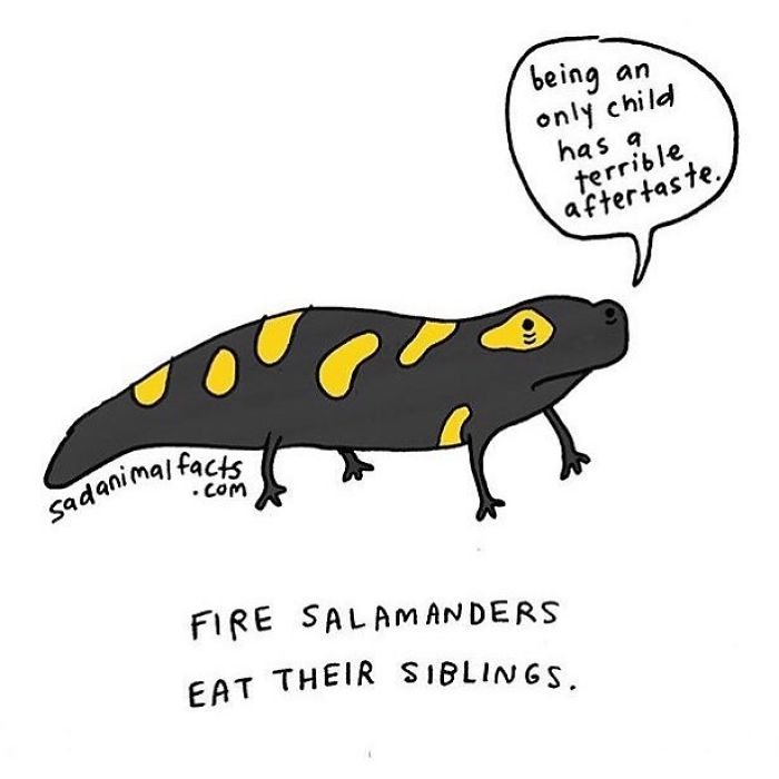 Illustration of a fire salamander sharing a sad animal fact about eating their siblings and being an only child.