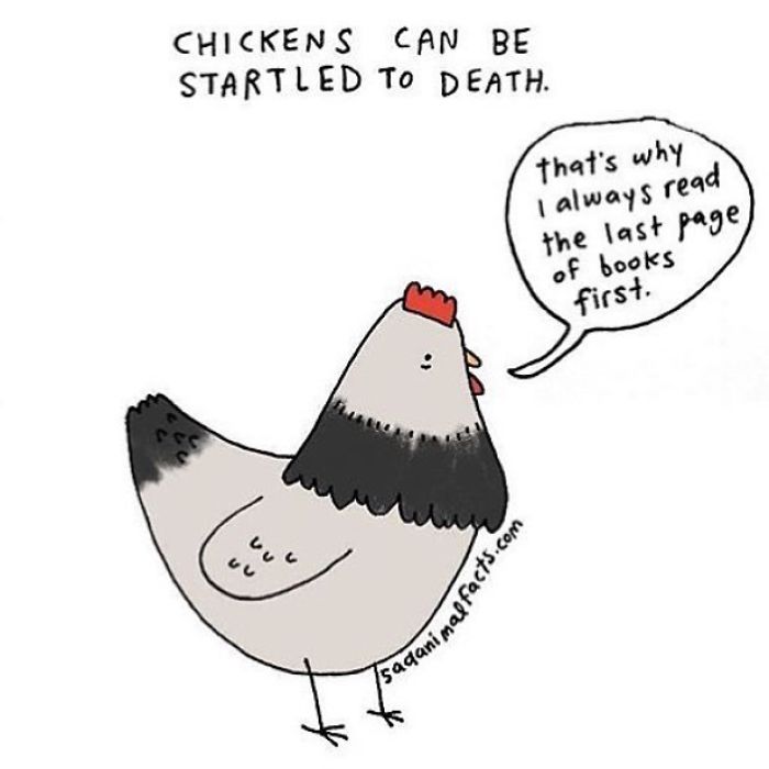 Cartoon of a chicken with a speech bubble sharing a sad animal fact about chickens being startled to death.