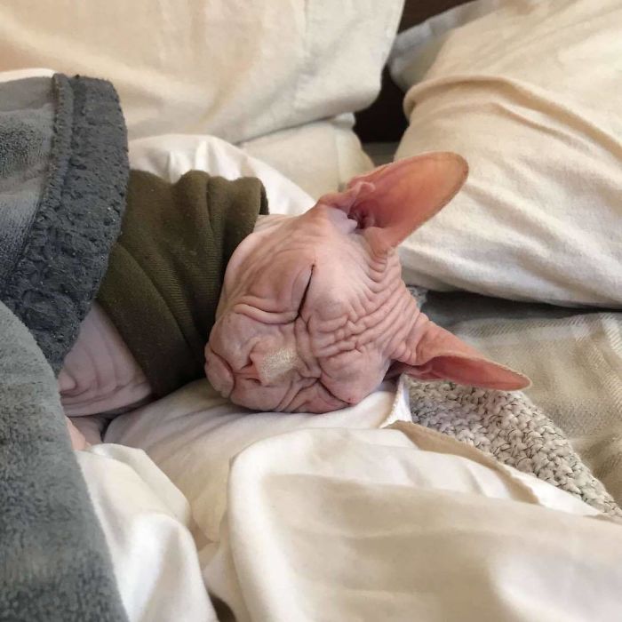 Grumpy-Cat-Loki-The-Sphynx