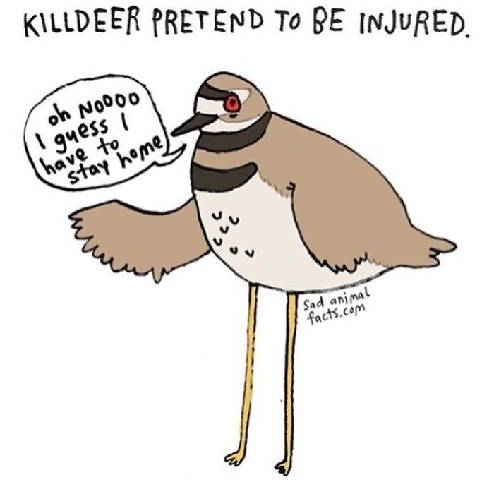 Illustration of a killdeer bird pretending to be injured, highlighting one of the sad animal facts you probably didn’t know.