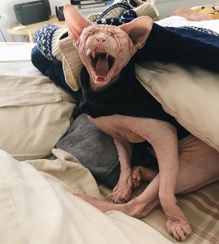 Grumpy-Cat-Loki-The-Sphynx