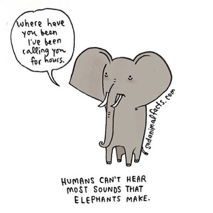 Cartoon elephant explaining humans can't hear most sounds that elephants make, highlighting sad animal facts about communication.