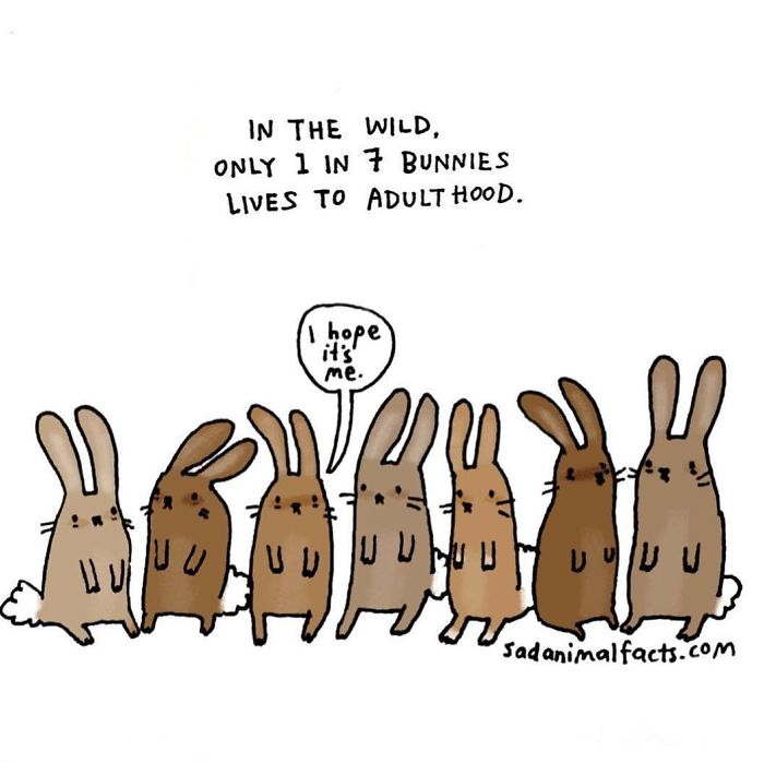 Illustration showing sad animal facts about bunnies, stating only 1 in 7 survive to adulthood in the wild.