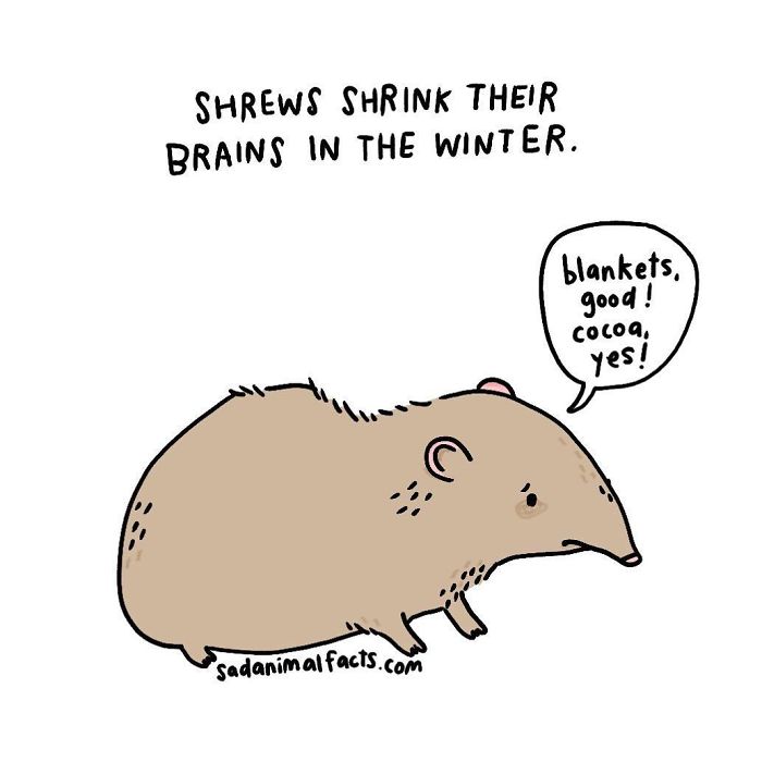 Sad animal fact illustration showing a shrew shrinking its brain in winter, seeking warmth with blankets and cocoa.