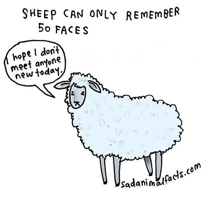 Cartoon sheep with sad expression saying it hopes not to meet new faces, illustrating sad animal facts about memory limits.