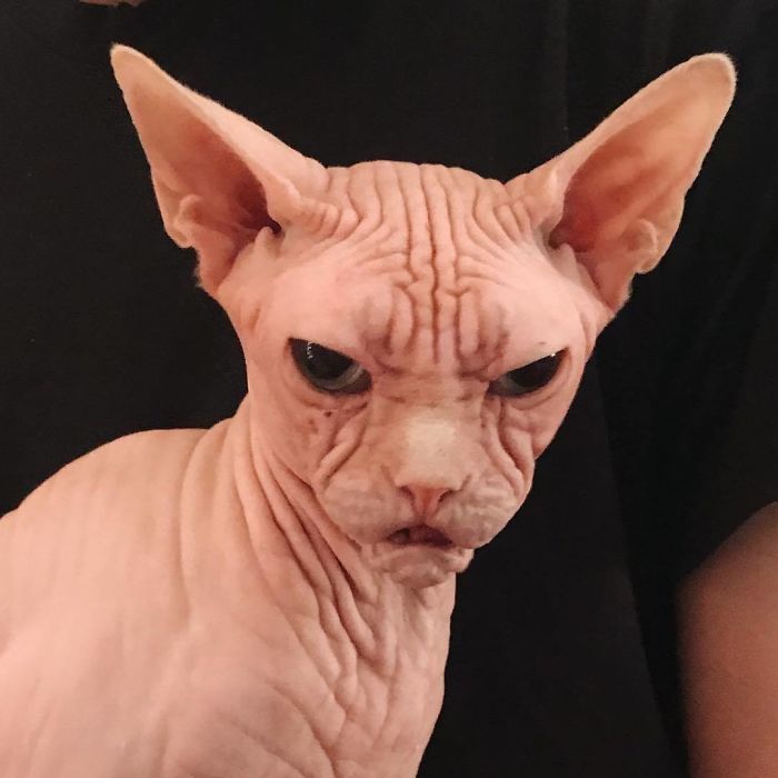 Grumpy-Cat-Loki-The-Sphynx