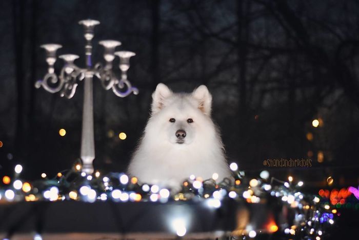 Dinner By Christmas Light
