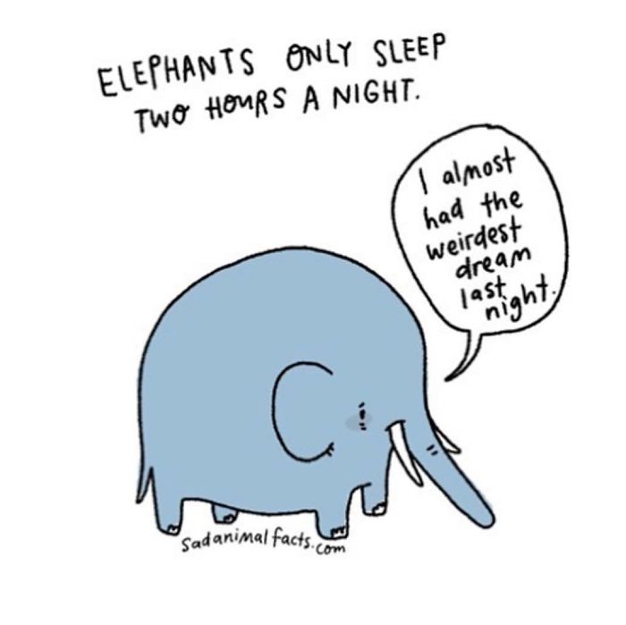 Cartoon elephant sharing a sad animal fact about elephants only sleeping two hours per night.