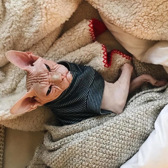 Grumpy-Cat-Loki-The-Sphynx