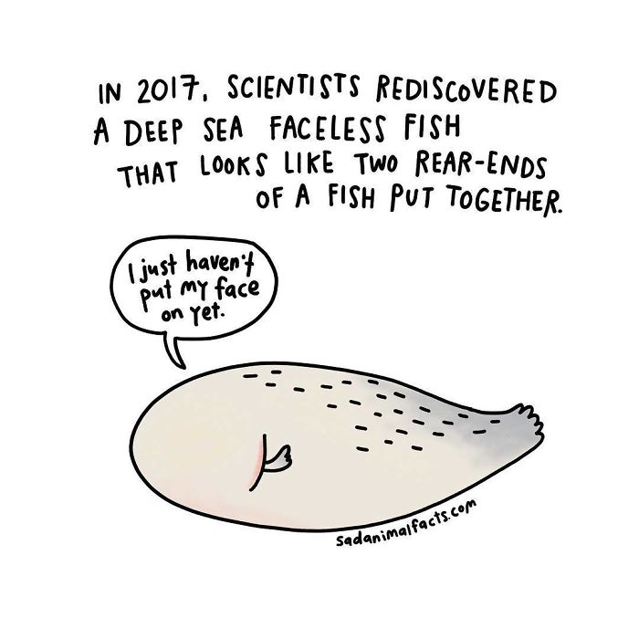 Cartoon of a deep sea faceless fish with sad animal facts about its appearance and rediscovery in 2017.