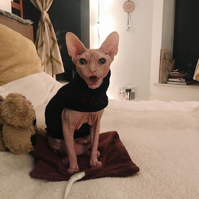 Grumpy-Cat-Loki-The-Sphynx