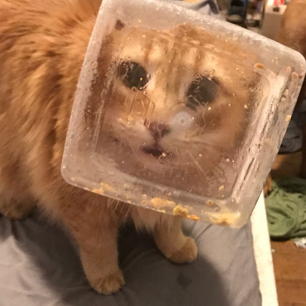 Roscoe Started Barking Incessantly At 1 AM For What I Though Was No Reason. When I Turned On The Light I Came Across This: Miles With His Head Caught In A Treat Container. Of Course I Took A Pic Before I Helped (It Came Off Easily)