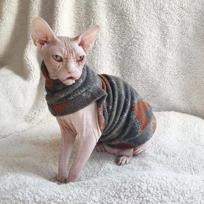 Grumpy-Cat-Loki-The-Sphynx