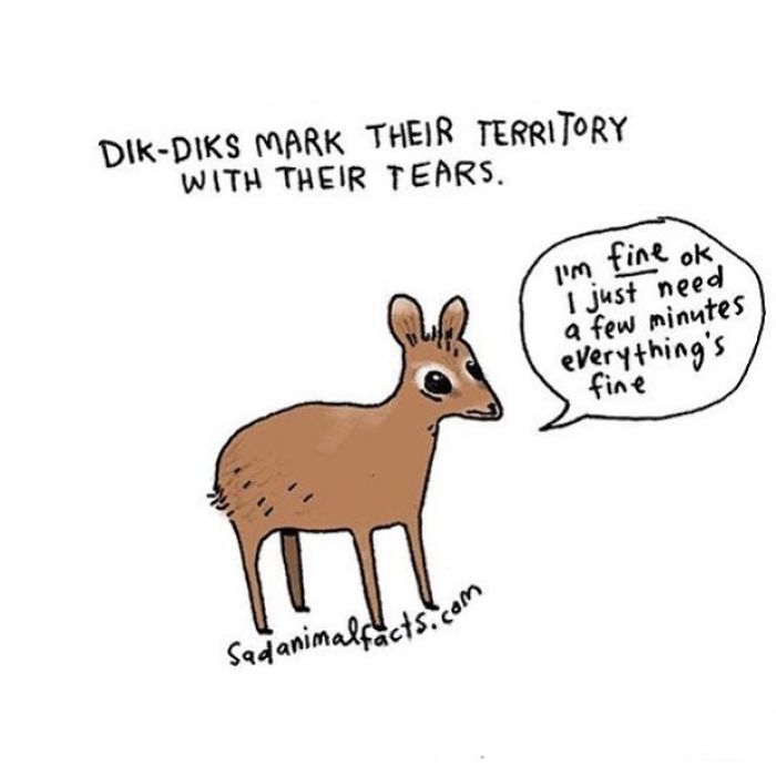 Sad animal facts showing a dik-dik marking its territory with tears alongside a speech bubble expressing vulnerability.