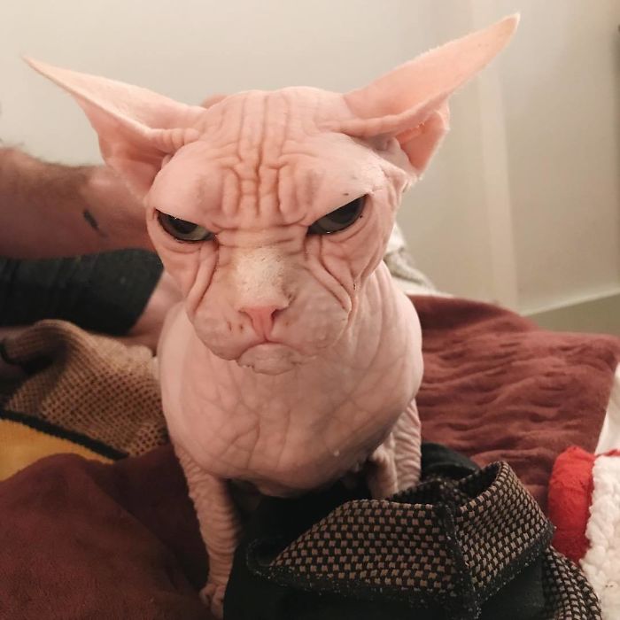 Grumpy-Cat-Loki-The-Sphynx