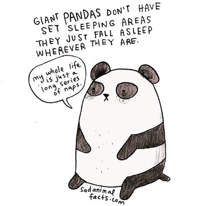 Sad cartoon giant panda with tearful eyes shares a sad animal fact about sleeping habits and naps.