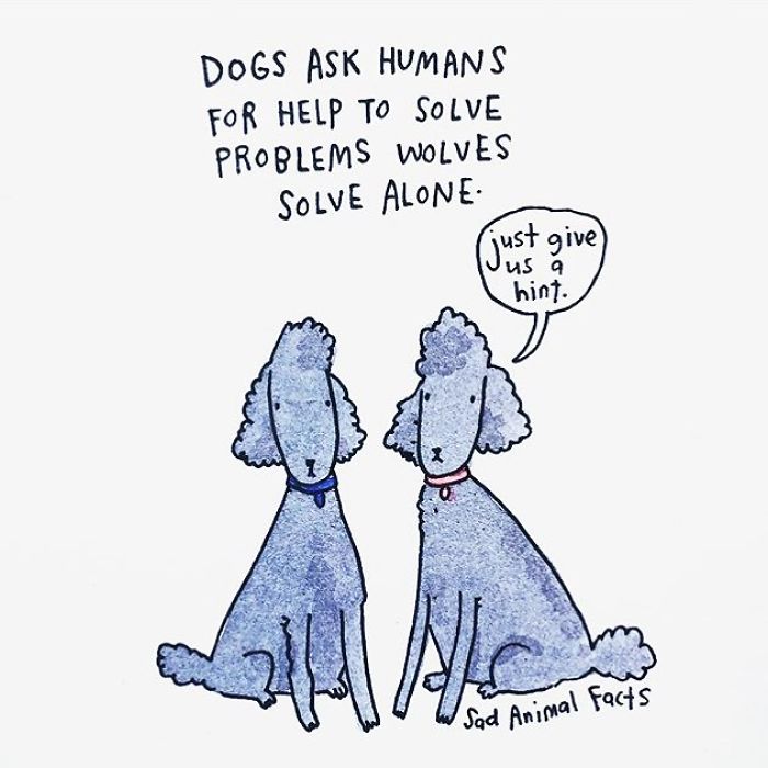Two blue dogs with collars illustrating sad animal facts about dogs asking humans for help while wolves solve problems alone.