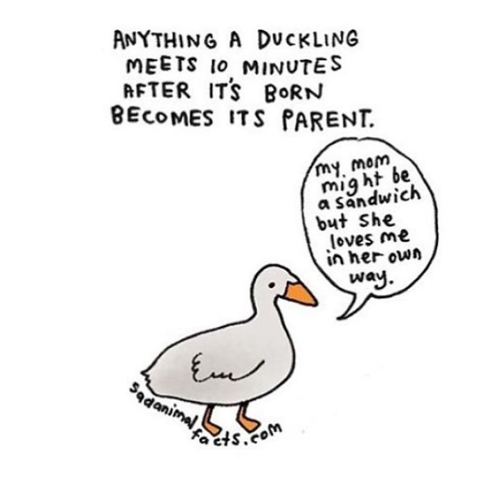 Illustration of a duckling explaining imprinting behavior, a sad animal fact about its parent bonding within minutes.