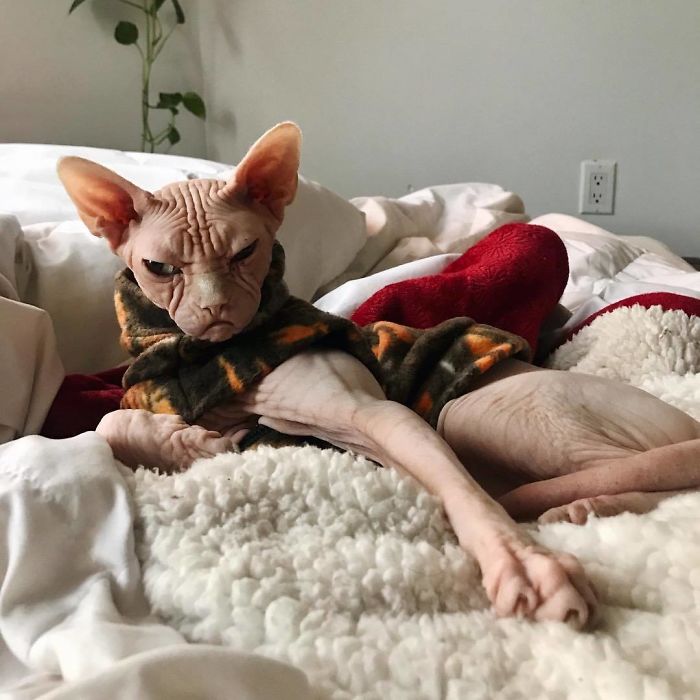 Grumpy-Cat-Loki-The-Sphynx