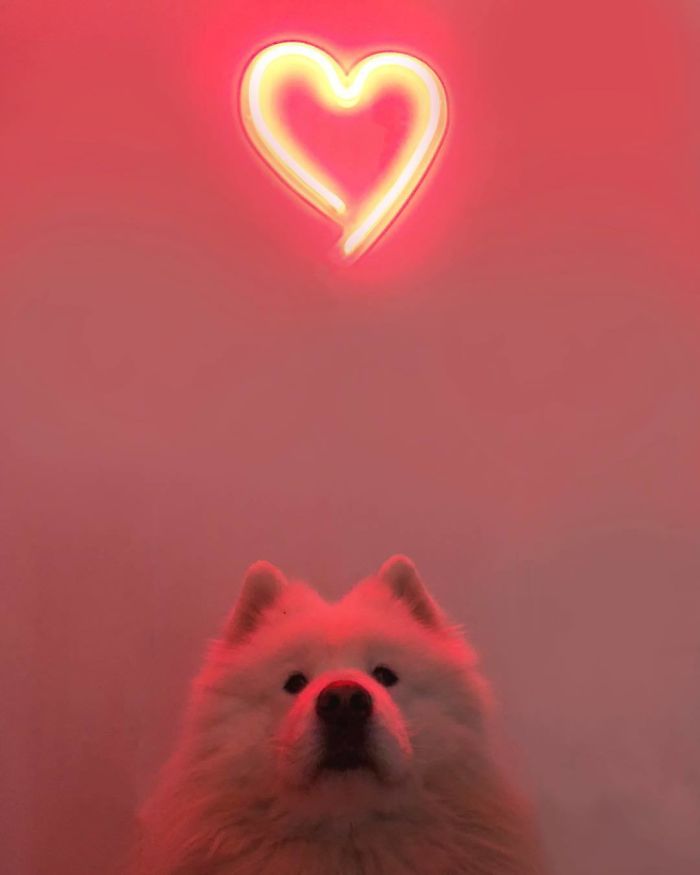 Why Didn’t My Valentine Call, Hmm