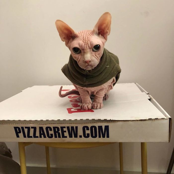 Grumpy-Cat-Loki-The-Sphynx