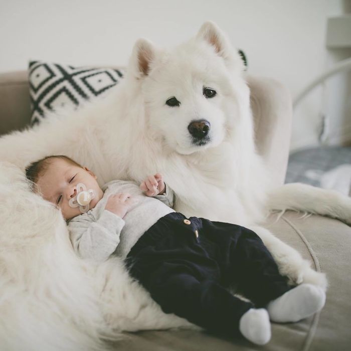 Living The Nanny Dog Life