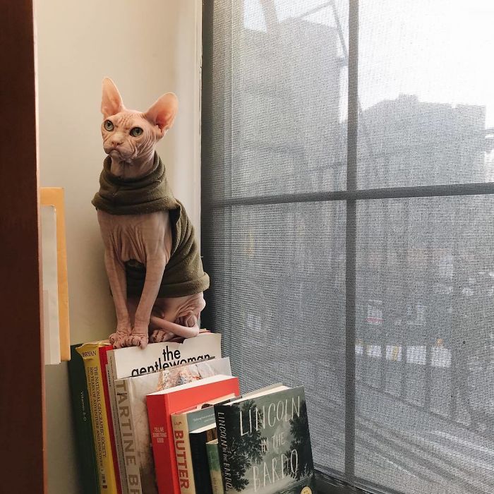 Grumpy-Cat-Loki-The-Sphynx