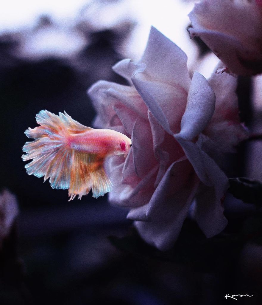 Surreal-Images-Digital-Art-Karencantuq