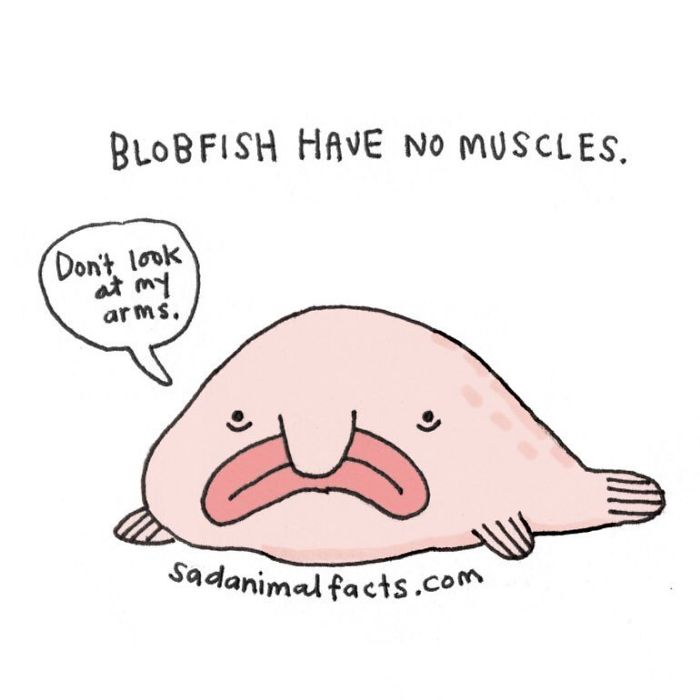 Illustration of a sad blobfish with no muscles saying don’t look at my arms, highlighting sad animal facts.