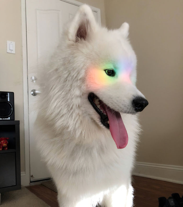 See The Rainbow - Taste The Rainbow