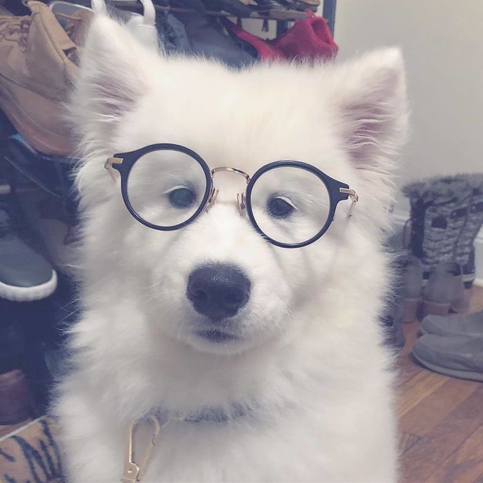 I Solemnly Swear That I Am Up To No Good