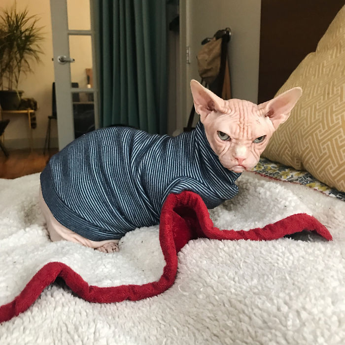 Grumpy-Cat-Loki-The-Sphynx