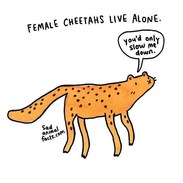 Illustration of a sad animal fact showing a female cheetah alone with a speech bubble saying you’d only slow me down.