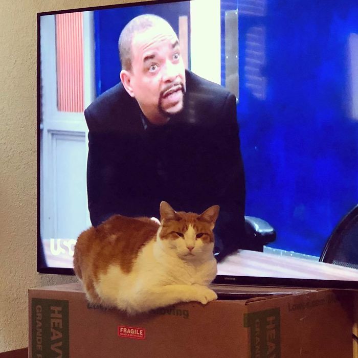 Temporary Housing With Boxes Everywhere And He Chooses This One To Sleep On