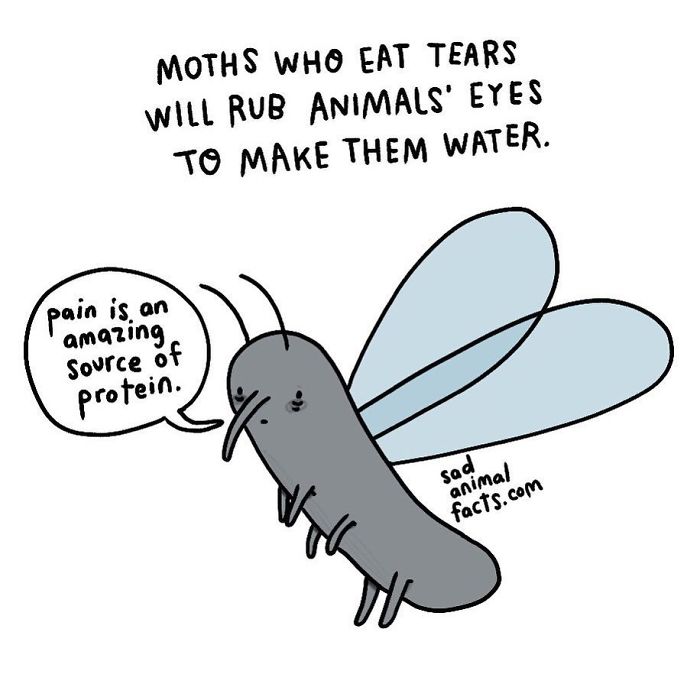 Illustration of a moth explaining how moths who eat tears make animals cry, a sad animal fact about pain as protein.