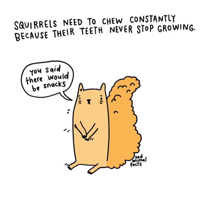 Illustration of a sad squirrel explaining it must chew constantly because its teeth never stop growing, sad animal facts.