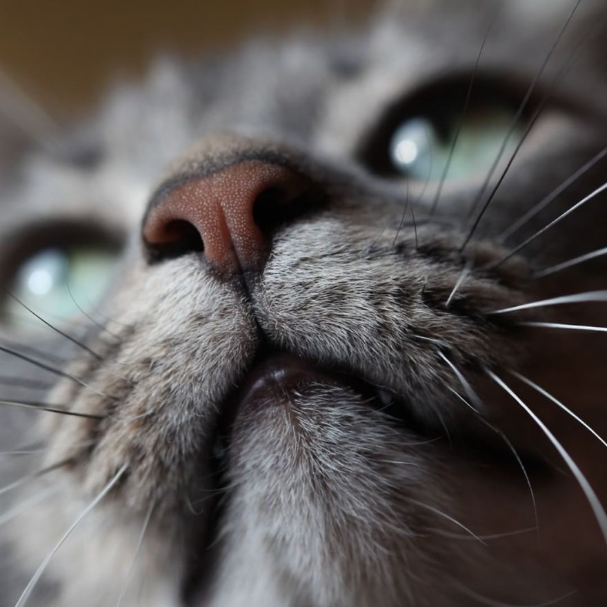Cat-Noses-Macro-Photography