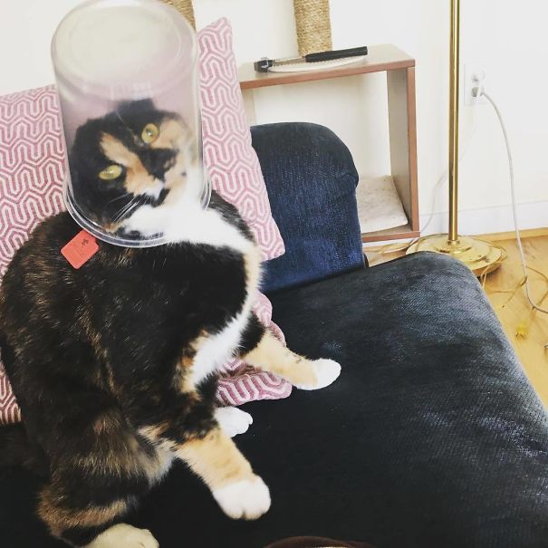 Caturday Got Me Like