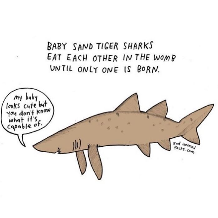 Illustration of a sand tiger shark with text about sad animal facts on shark babies eating each other in the womb.