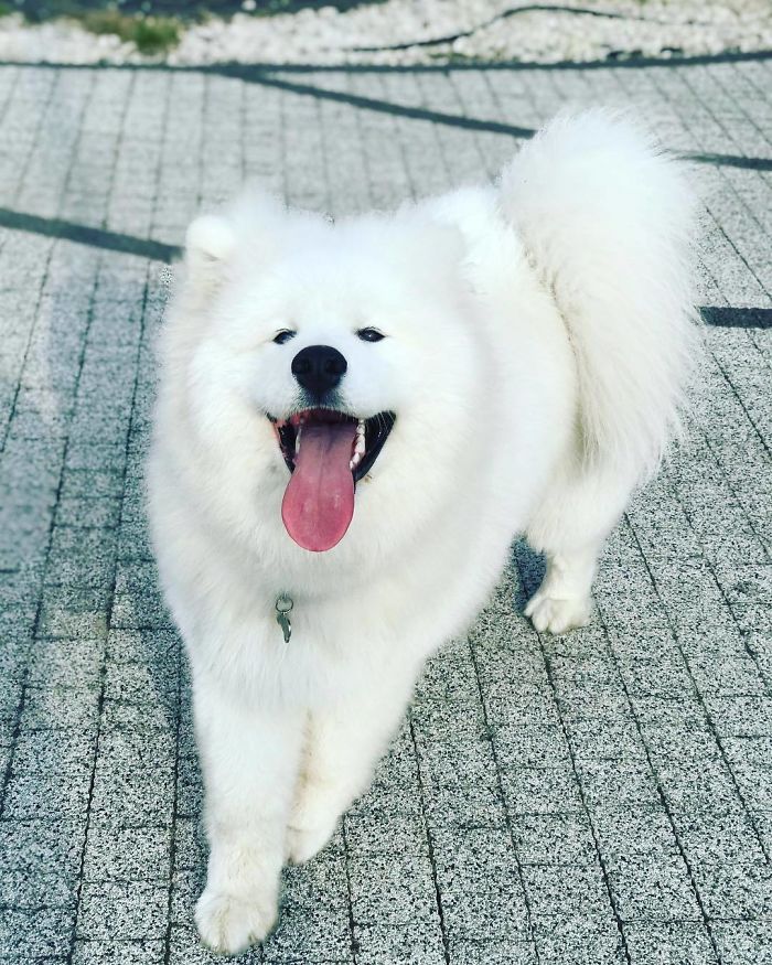 Jessie James The Samoyed