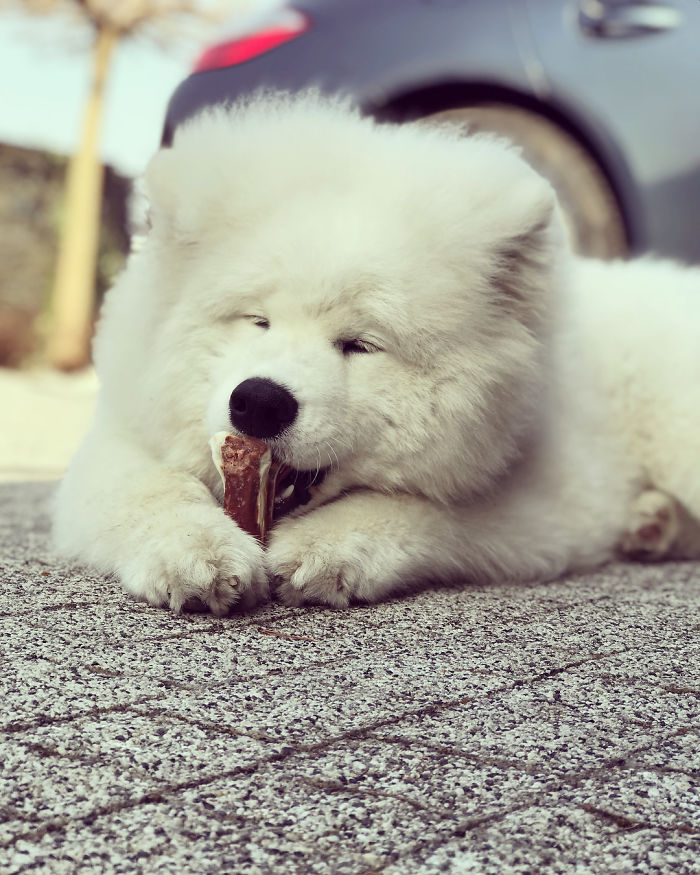 Jessie James The Samoyed In Bliss